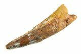 Bargain, Fossil Spinosaurus Tooth - Real Dinosaur Tooth #353135-1